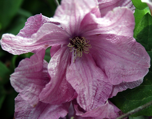 Close up of pink clematis flower