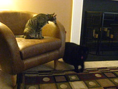 Maggie and Huggy Bear investigate the new chair