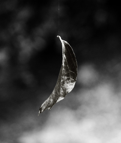 leaf hanging by a thread