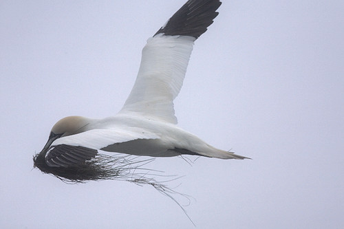 Gannet with nesting material