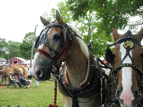 work horses at the fair