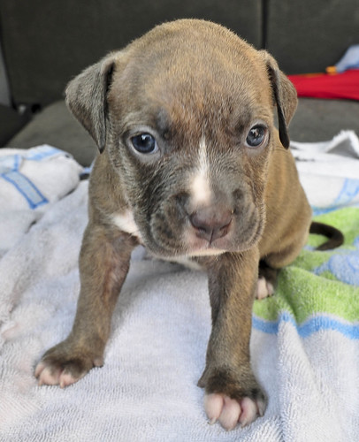 cute pitbull puppies pictures. For Sale ~ Pit Bull Puppies