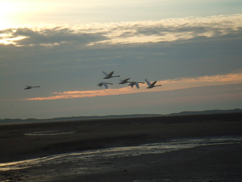 Mute Swans over the mud