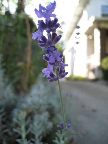 lavender (by lauraloops)