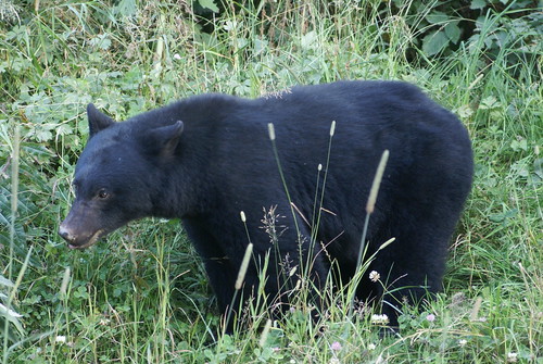 Sept10-08 Small Black Bear