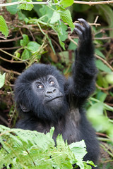 Baby Gorilla reaching up