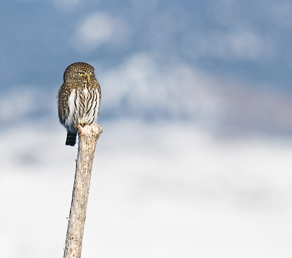 Northern Pygmy Owl watching over the bird feeders