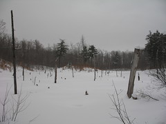 Snow covered swamp