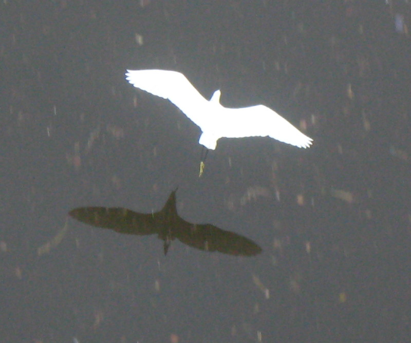 27-1-2009-mr-egret