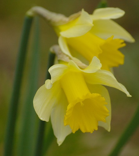 Narcissus pseudonarcissus - Wilde narcis, Wild daffodil