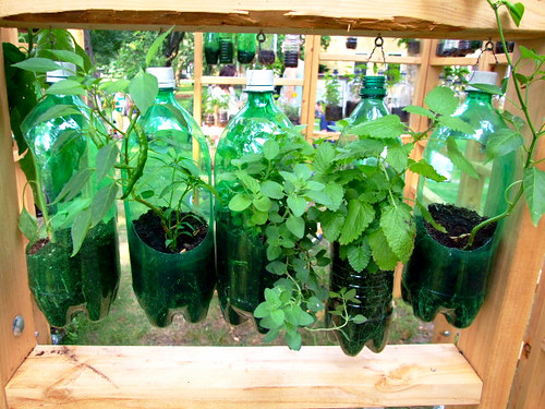 Que tal cultivar hortaliças em casa?