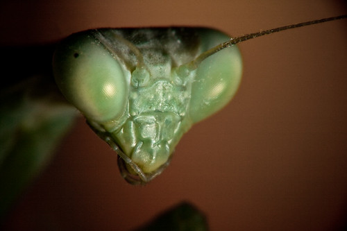 Mantis nymph portrait