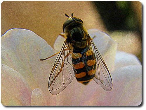 Maya the Bee - Pszcz ©  Jaroslaw Pocztarski