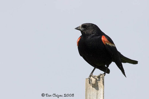 Red-Winged Blackbird (Agelaius phoeniceus)
