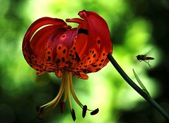 tiger lily and friend