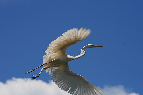 Great White Heron in Flight