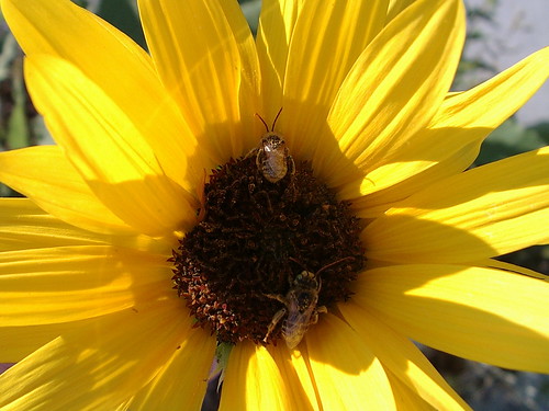sunflower  and two bees