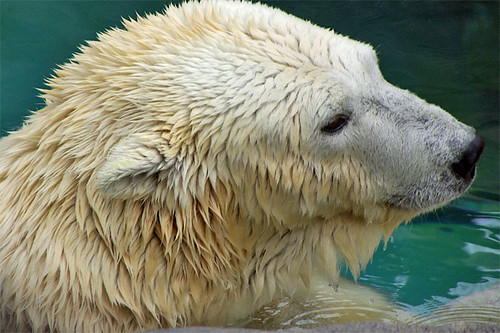 Polar Bear, tender look