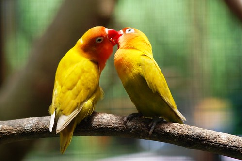 images of love birds kissing. Another pair of LOVE birds