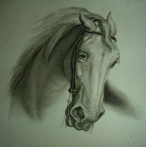 sketch of a horse's head,