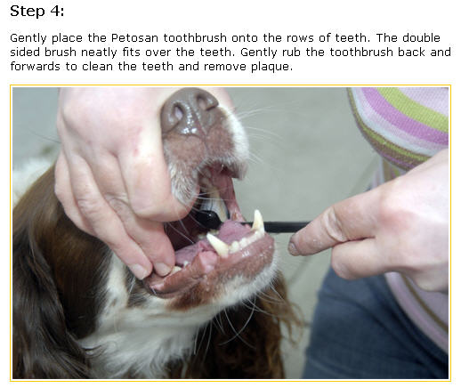 Các bước cơ bản đánh răng trên chó - bước 4.