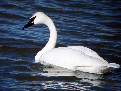 trumpeter swan pictures. Trumpeter Swan