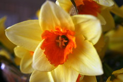 Closeup shot of a Daffodil