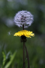 dandelions and a stray floater