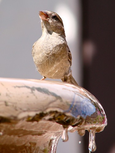 sparrow gargling