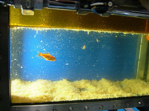 goldfish-deep-fryer
