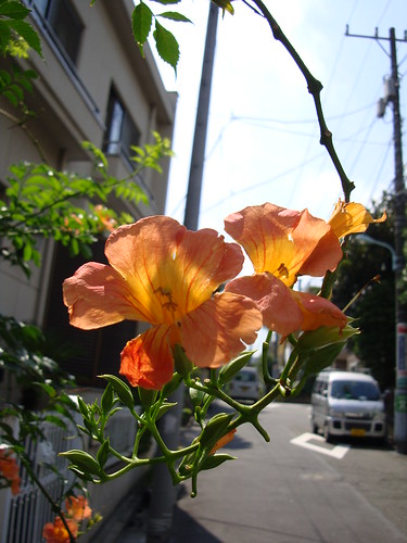 Summer Flower