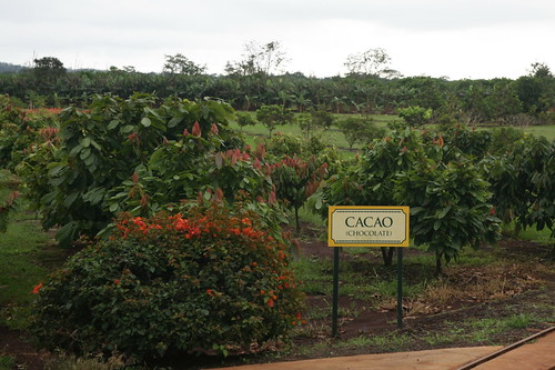 Cacao (Theobroma cacao)