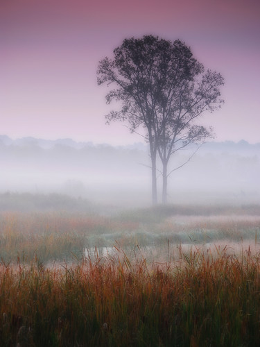 Misty autumn dawn