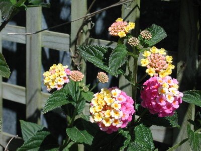Cluster Flower