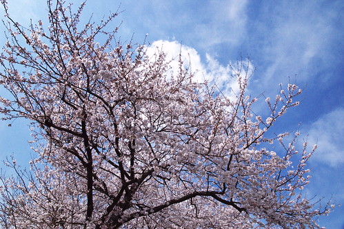 桜＠松戸