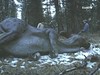 07 hadrosaur killed by hunters