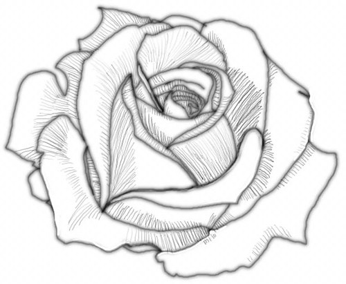 white rose drawing. Part of a digital rose drawing