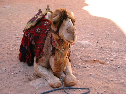 Cute Camel o/s The Treasury, Petra