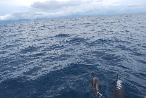 mag-inabg dolphin