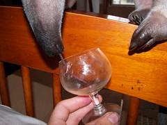Anteater Tongue in Glass