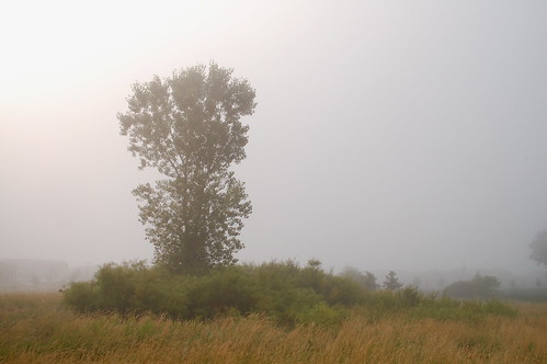 Misty Tree