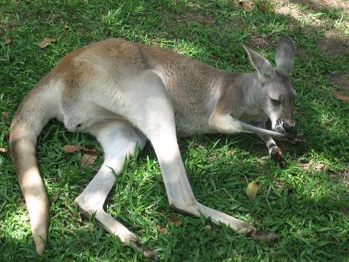 Kangaroo at the Australian Zoo