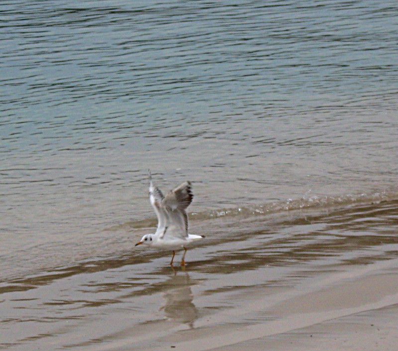 22-1-2009-seagulls12