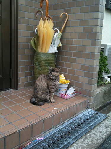 Today's Cat@2010-05-19