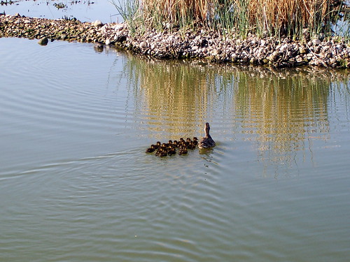 Duckling Daycare