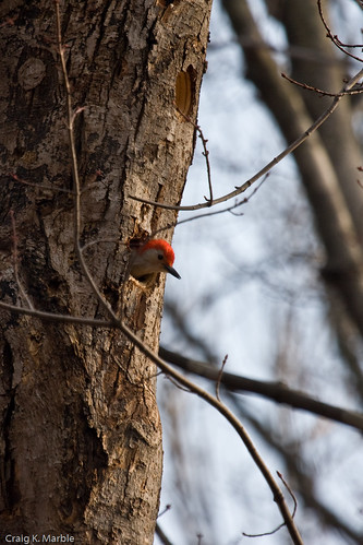 Red-bellied Woodpecker in Nest