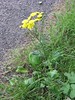 Cichorioid daisy # 1 - plant