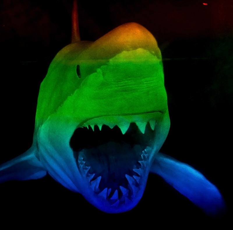 A Great White (I mean Red/Green/Blue...)