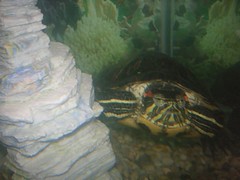 Arthur the Turtle
