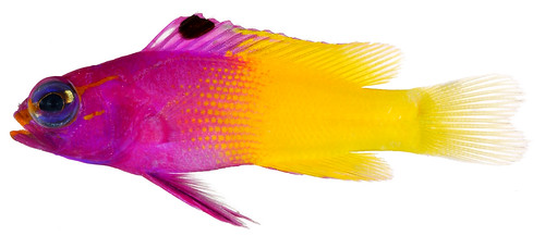 Gramma loreto, Adult (Royal Gramma), 2002, National Museum of Natural History, Division of Fishes